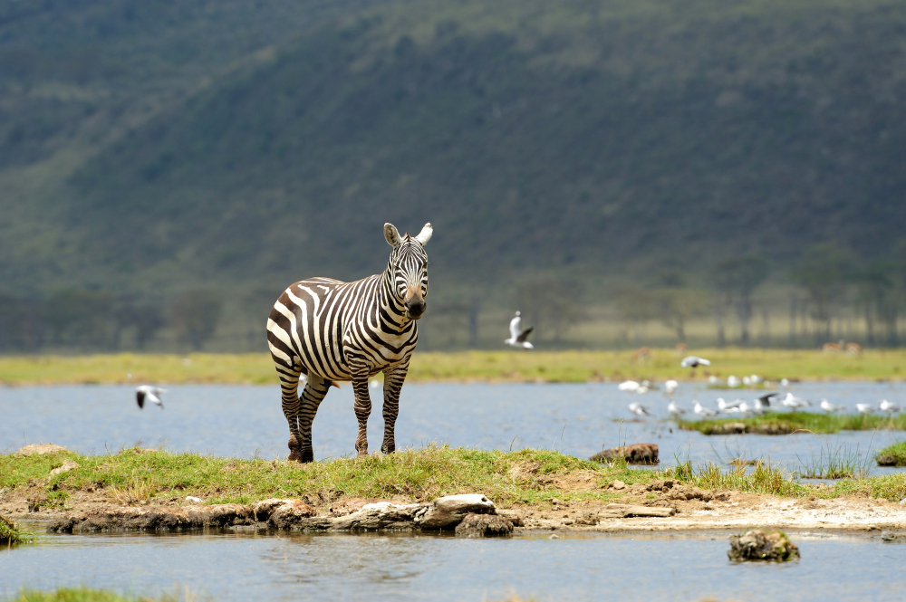 Lake Naivasha National Park