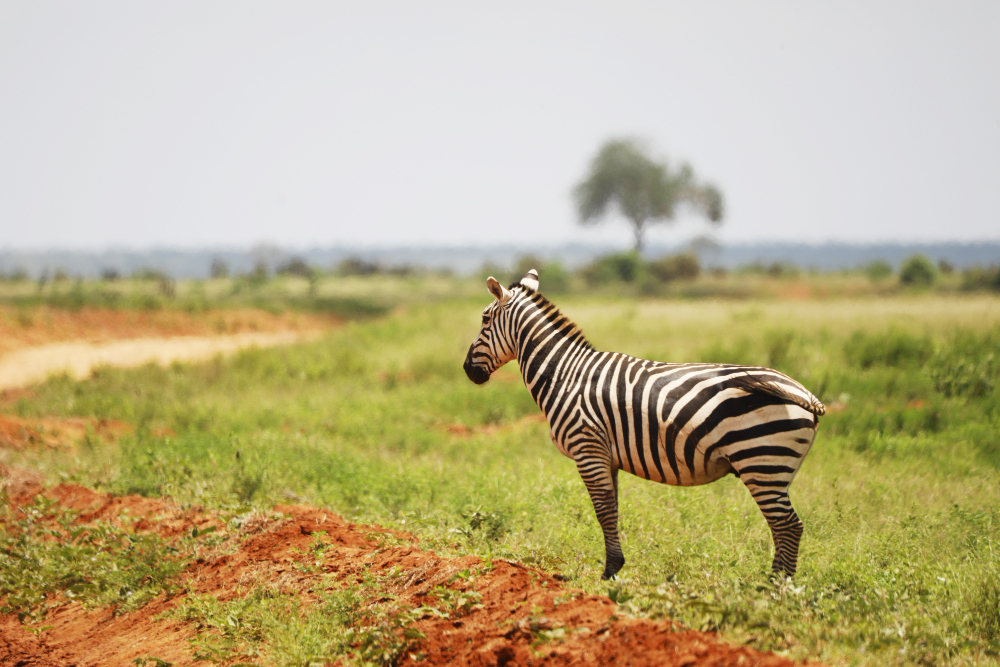 Tsavo East National Park