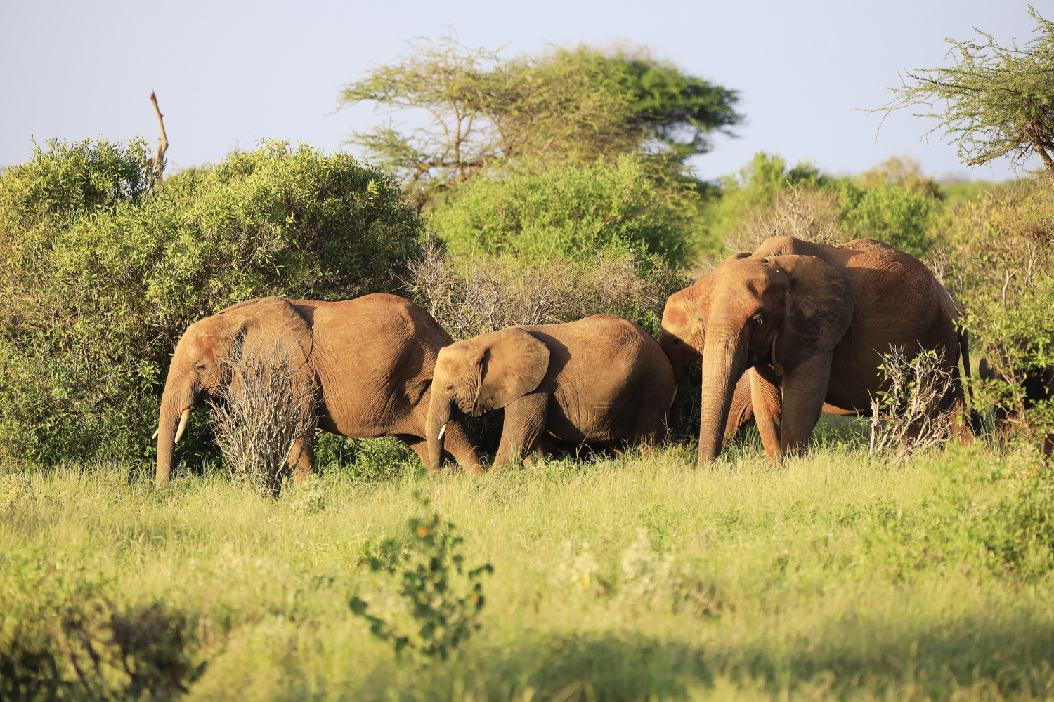 Samburu National Reserve