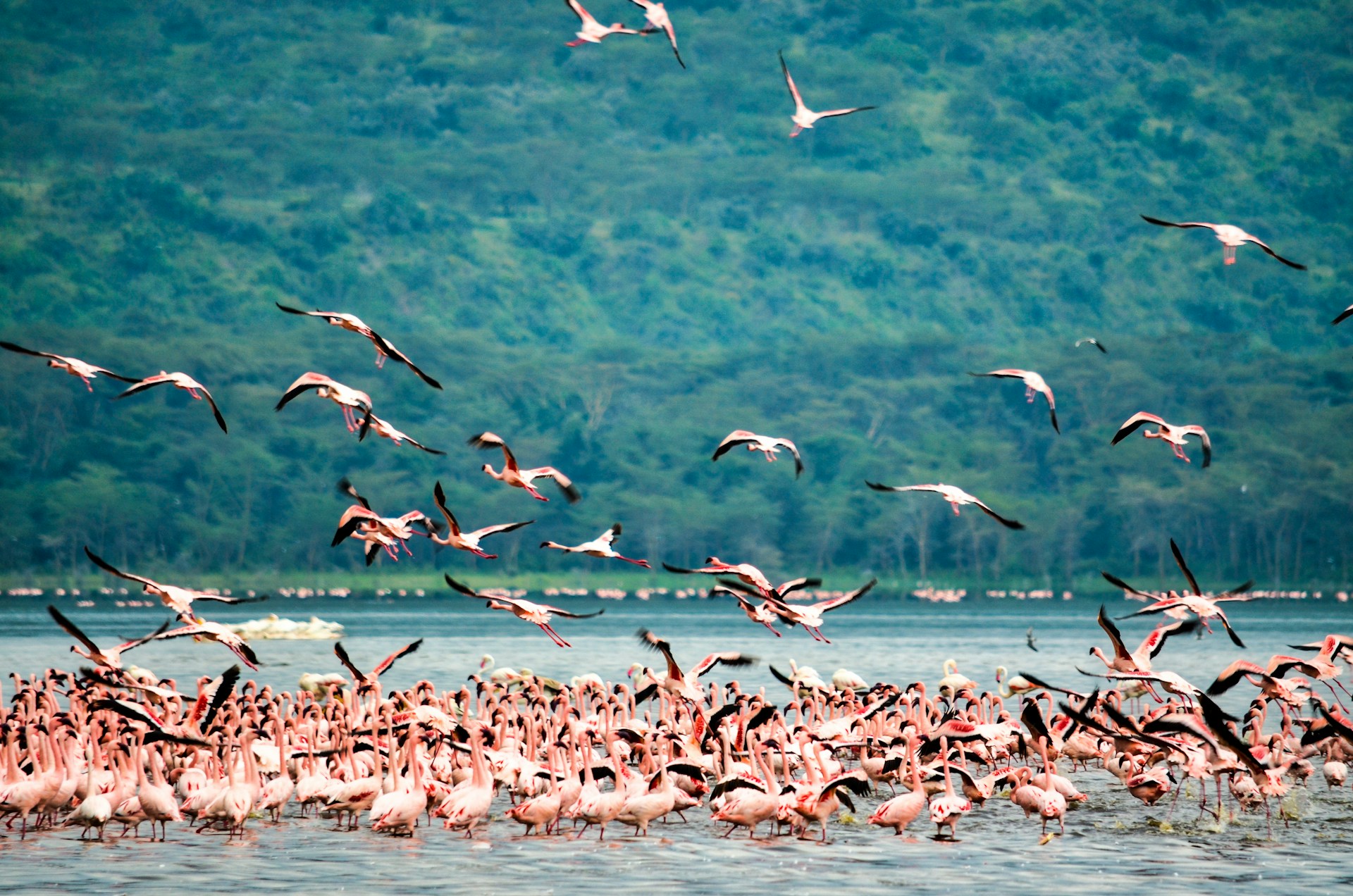 Lake Nakuru National Park